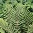 Многорядник Polyblepharum фото