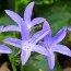 Кампанула Poscharskyana Blue фото