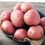 Картофель Рудольф (первая репродукция) фото