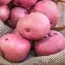 Картофель Рудольф (первая репродукция) фото