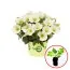 Петуния Petunia Potunia Popcorn фото