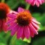 Эхинацея PowWow Wild Berry фото