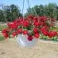 Вербена Estrella Voodoo Red фото