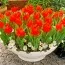 Тюльпан Praestans Van Tubergen's Variety фото