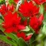 Тюльпан Praestans Van Tubergen's Variety фото