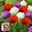 Премиум Микс тюльпанов Люксембург (брендовый пакет) фото