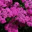 Тысячелистник Pretty Belinda фото
