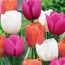 Микс ландшафтный Primavera фото