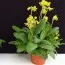 Примула Bright Deep Yellow фото