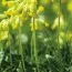 Примула Bright Deep Yellow фото