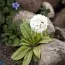 Примула Denticulata Alba фото