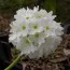 Примула Denticulata Alba фото