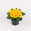 Примула Salome Golden yellow фото