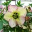 Морозник Prince Creme Picotee фото