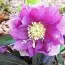 Морозник Prince Double Dark Pink фото
