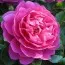 Роза Princess Anne фото