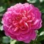 Роза Princess Anne фото