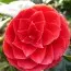Камелия Principessa Baciocchi фото