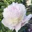 Пион Pecher фото