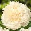 Пион Summer Glow фото