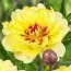 Пион ITOH Yellow Waterlily 3-5 почек фото