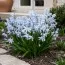 Пролеска Mischtschenkoana Tubergeniana фото