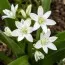 Пролеска Siberica Alba фото