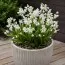 Пролеска Siberica Alba фото