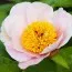 Пион Promenade фото