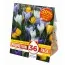 Промо-пак Крокусы Large Flowered Mixed Colours (Брендовые луковицы KAPITEYN®) фото