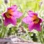 Прострел Vulgaris Rose фото