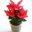 Пуансеттия Jester Red фото