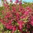 Смородина кроваво-красная Pulborough Scarlet фото