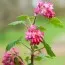 Смородина кроваво-красная Pulborough Scarlet фото