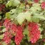 Смородина кроваво-красная Pulborough Scarlet фото
