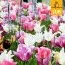Микс ландшафтный Pure and Pastel (Брендовые луковицы Jub Holland) фото