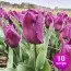 Тюльпан Purple Dwarf 10 шт/уп фото