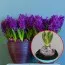 Гиацинт Purple Sensation Diamond Collection (горшок 9 см) фото