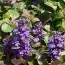 Аюга Purple Brocade (рассада) фото