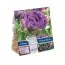 Тюльпан Purple Peony (Брендовые луковицы KAPITEYN®) фото