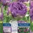Тюльпан Purple Peony (Брендовые луковицы KAPITEYN®) фото
