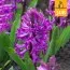 Гиацинт Purple Sensation (Брендовые луковицы Jub Holland) фото