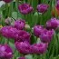 Тюльпан Purple Peony фото