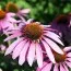 Эхинацея Purpurea фото