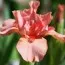 Ирис Pumila Pussycat Pink фото