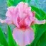 Ирис Pumila Pussycat Pink фото