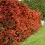Пираканта Red Column фото