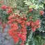 Пираканта Red Column фото