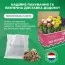 Ранункулюс (лютик) Picotee Pink фото