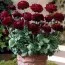 Ранункулюс Tomer Purple фото